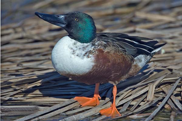 Northern Shoveler | Anas clypeata photo