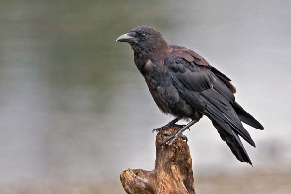 Northwestern Crow | Corvus caurinus photo