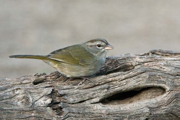 Olive Sparrow | Arremonops rufivirgatus photo