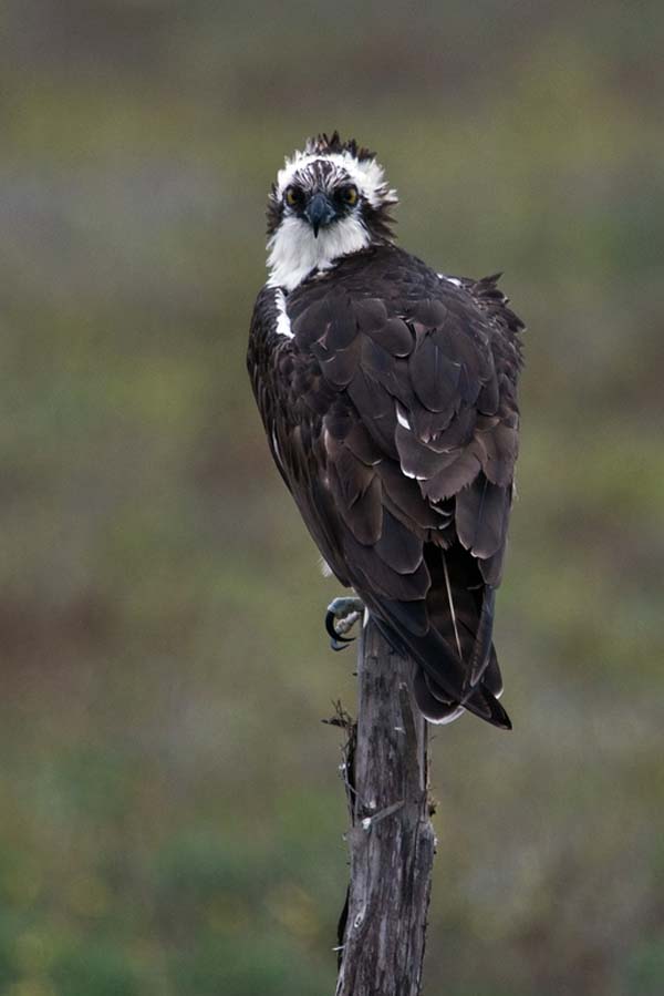 Osprey | Pandion haliaetus photo