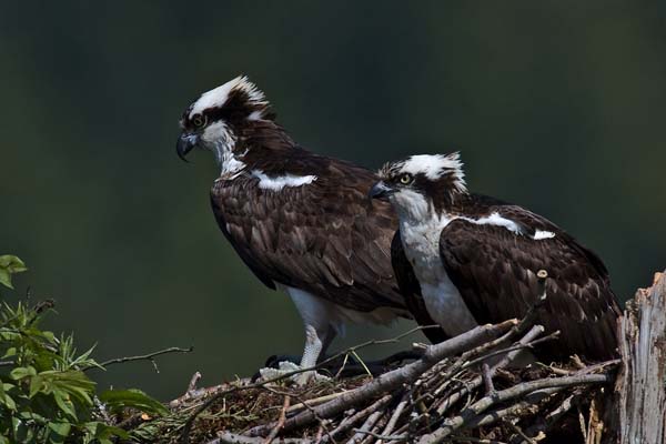 Osprey | Pandion haliaetus photo