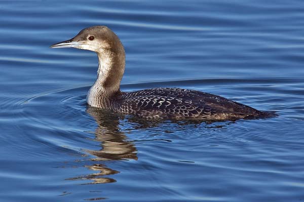 Pacific Loon | Gavia pacifica photo