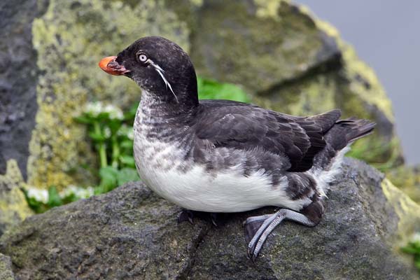 Parakeet Auklet | Aethia psittacula photo