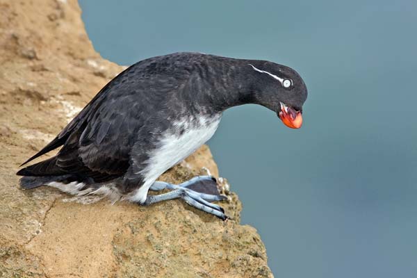 Parakeet Auklet | Aethia psittacula photo