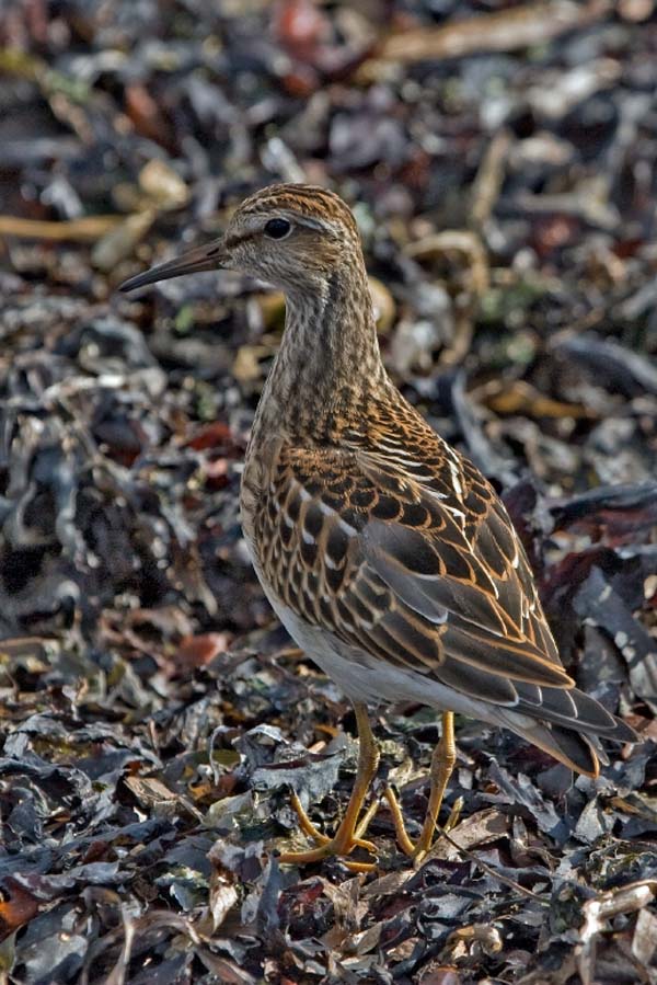 Pectoral Sandpiper | Calidris melanotos photo