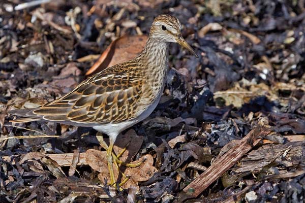 Pectoral Sandpiper | Calidris melanotos photo