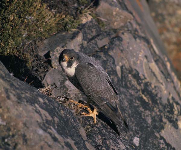 Peregrine Falcon | Falco peregrinus photo