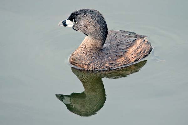 Pied-billed Grebe | Podilymbus podiceps photo