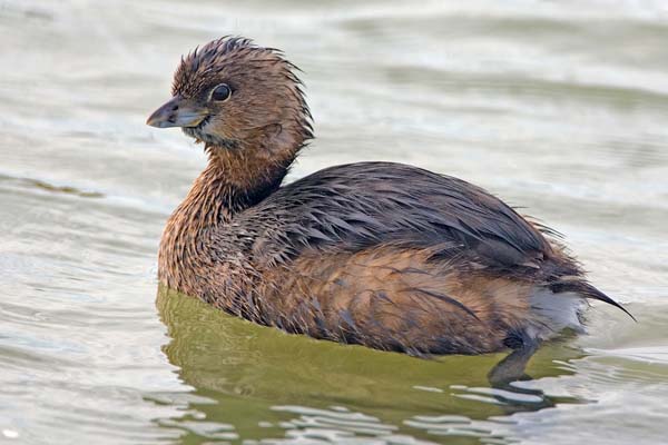 Pied-billed Grebe | Podilymbus podiceps photo