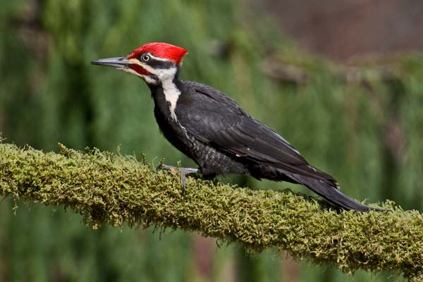 Pileated Woodpecker | Dryocopus pileatus photo