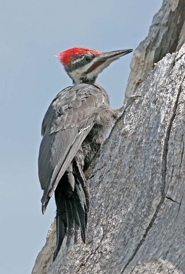 Pileated Woodpecker | Dryocopus pileatus photo