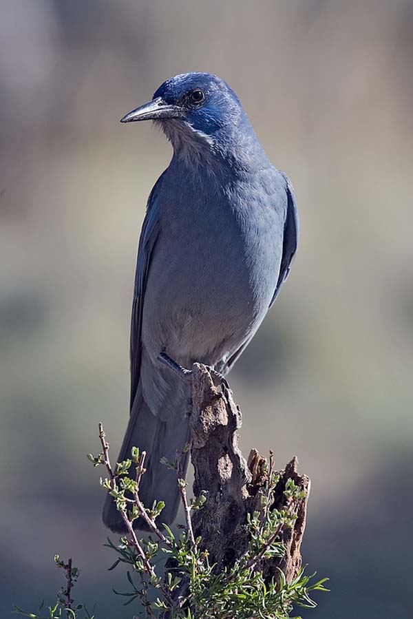 Pinyon Jay | Gymnorhinus cyanocephalus photo