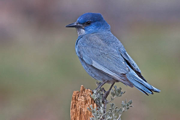 Pinyon Jay | Gymnorhinus cyanocephalus photo