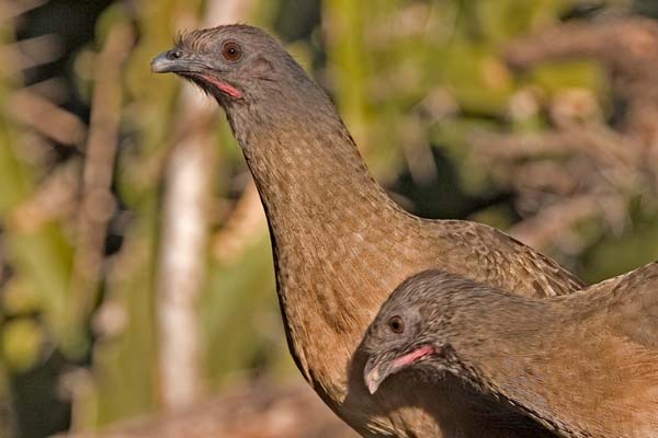 Plain Chachalaca | Ortalis vetula photo