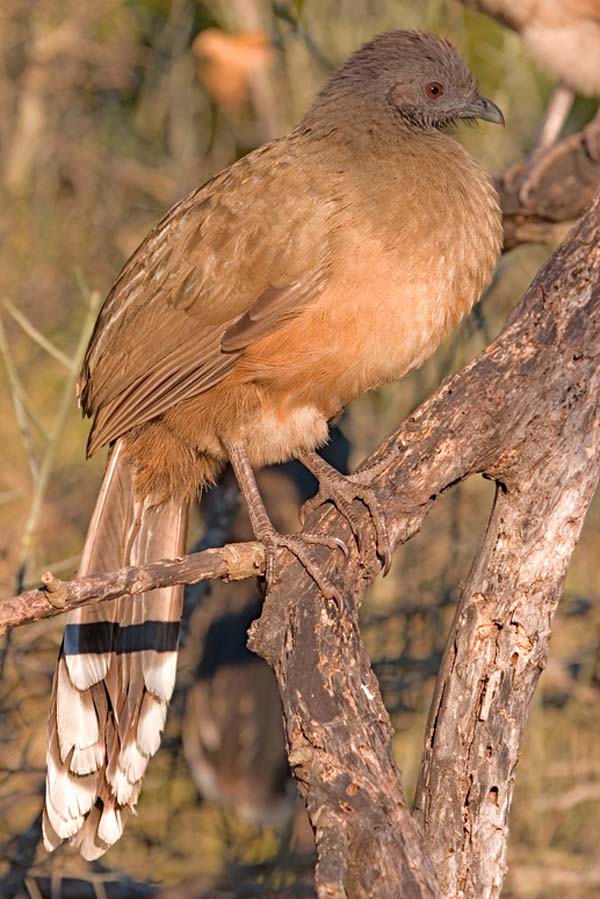 Plain Chachalaca | Ortalis vetula photo