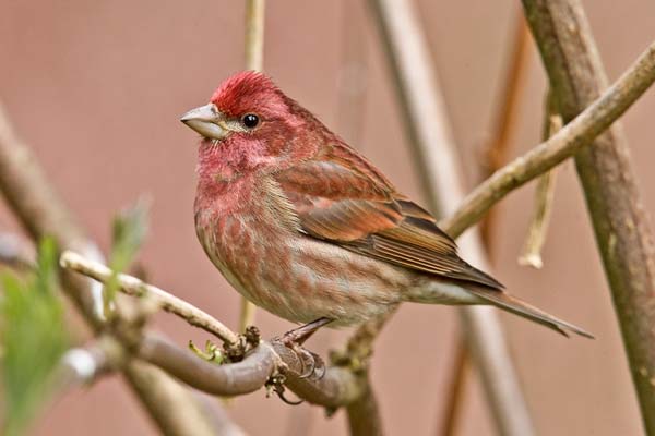 Purple Finch | Carpodacus purpureus photo