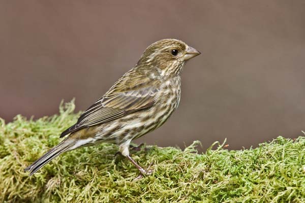 Purple Finch | Carpodacus purpureus photo