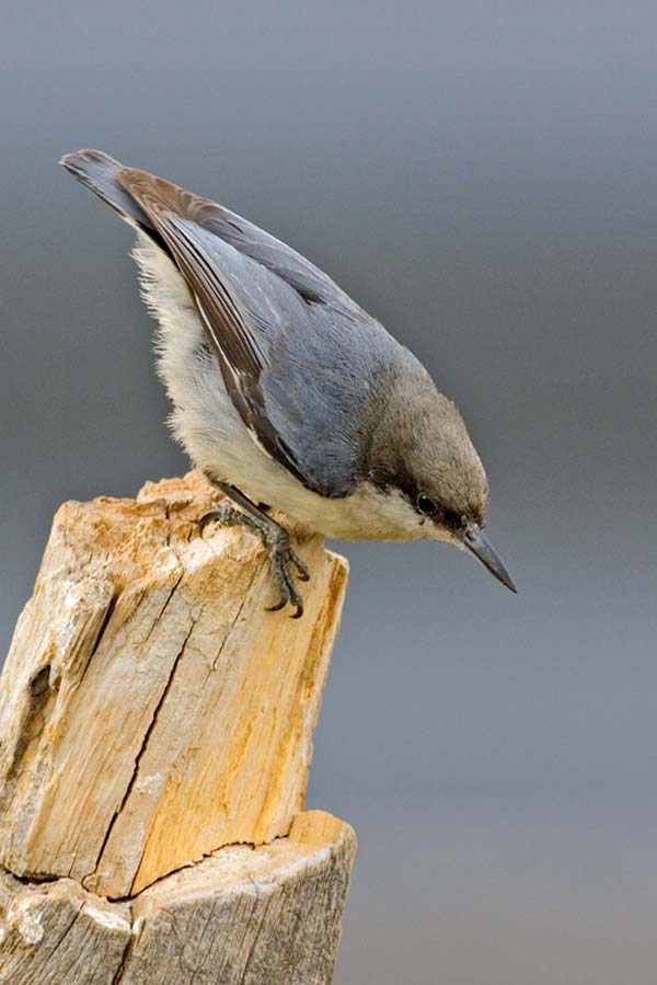 Pygmy Nuthatch | Sitta pygmaea photo