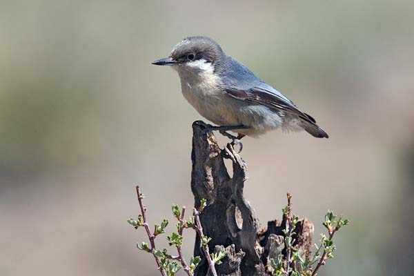 Pygmy Nuthatch | Sitta pygmaea photo