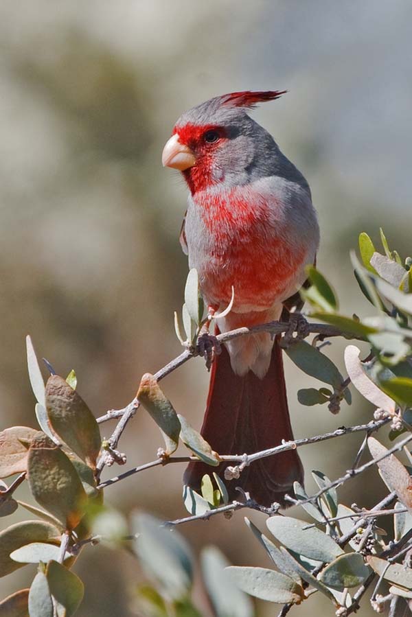 Pyrrhuloxia | Cardinalis sinuatus photo