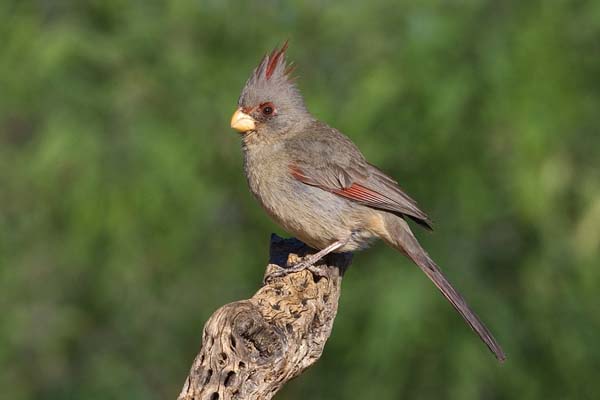 Pyrrhuloxia | Cardinalis sinuatus photo