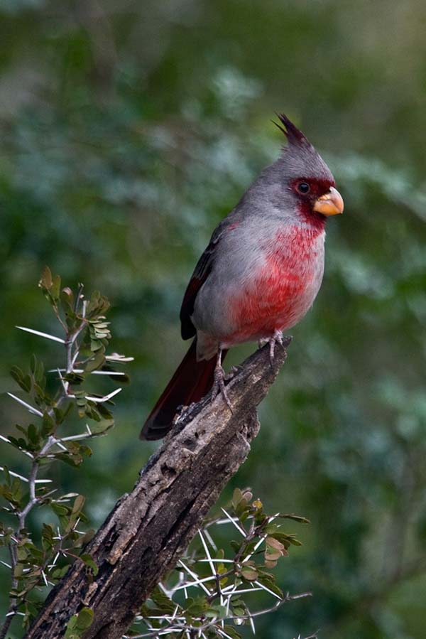 Pyrrhuloxia | Cardinalis sinuatus photo