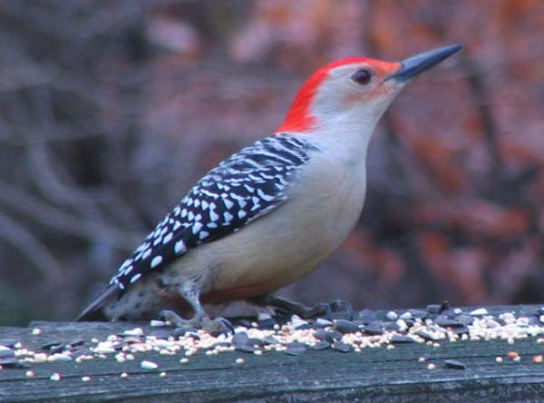 Red-bellied Woodpecker | Melanerpes carolinus photo