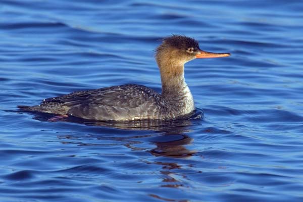 Red-breasted Merganser | Mergus serrator photo