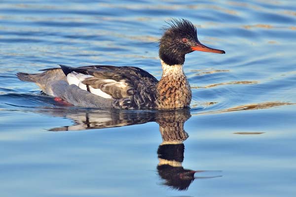 Red-breasted Merganser | Mergus serrator photo