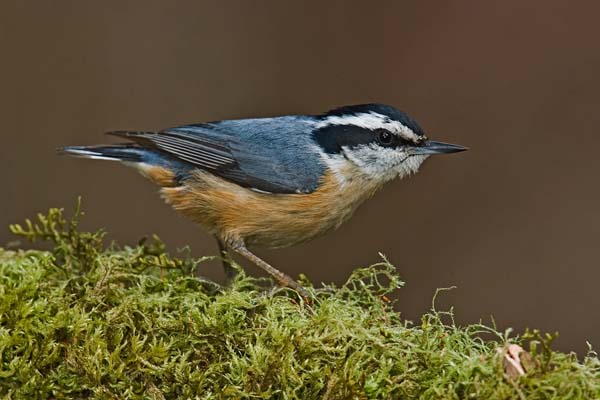 Red-breasted Nuthatch | Sitta canadensis photo