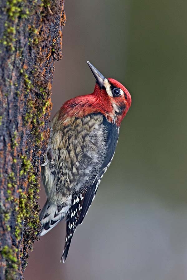 Red-breasted Sapsucker | Sphyrapicus ruber photo