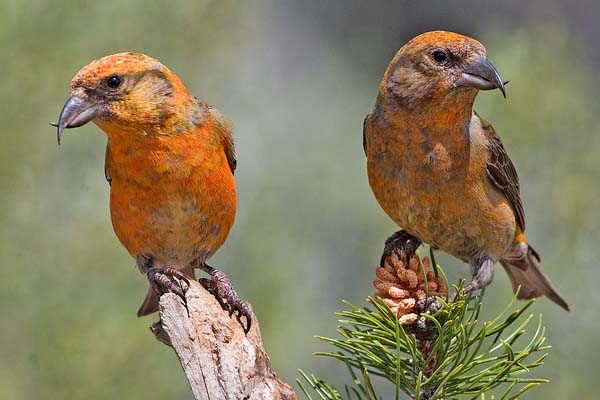 Red Crossbill | Loxia curvirostra photo