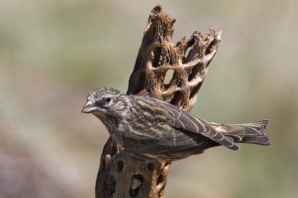 Red Crossbill | Loxia curvirostra photo