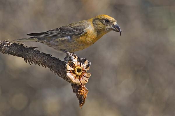 Red Crossbill | Loxia curvirostra photo