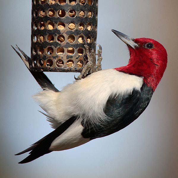 Red-headed Woodpecker | Melanerpes erythrocephalus photo