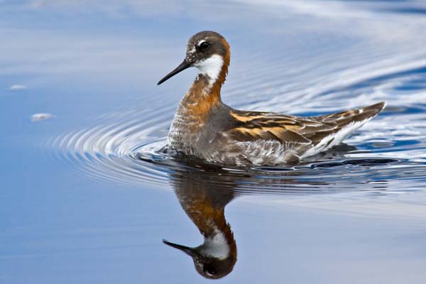 Red-necked Phalarope | Phalaropus lobatus photo