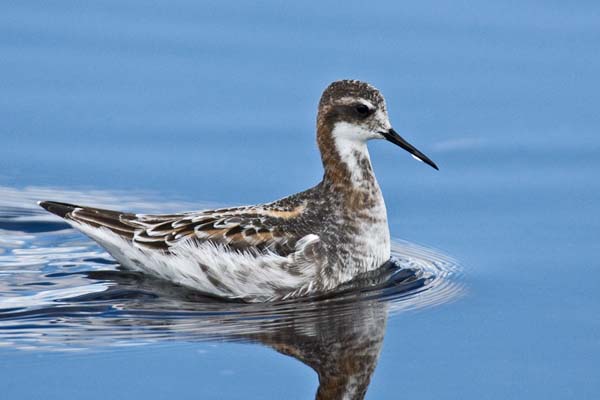 Red-necked Phalarope | Phalaropus lobatus photo