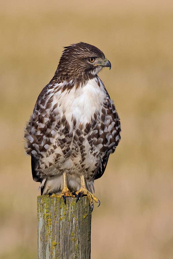 Red-tailed Hawk | Buteo jamaicensis photo