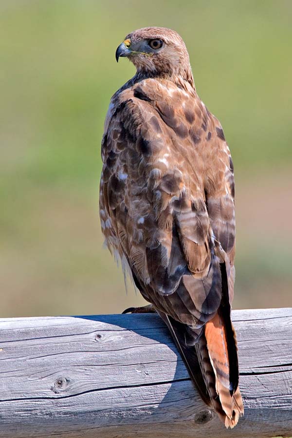 Red-tailed Hawk | Buteo jamaicensis photo