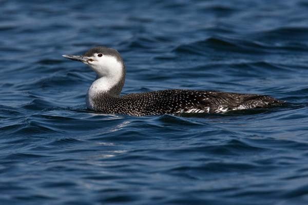 Red-throated Loon | Gavia stellata photo