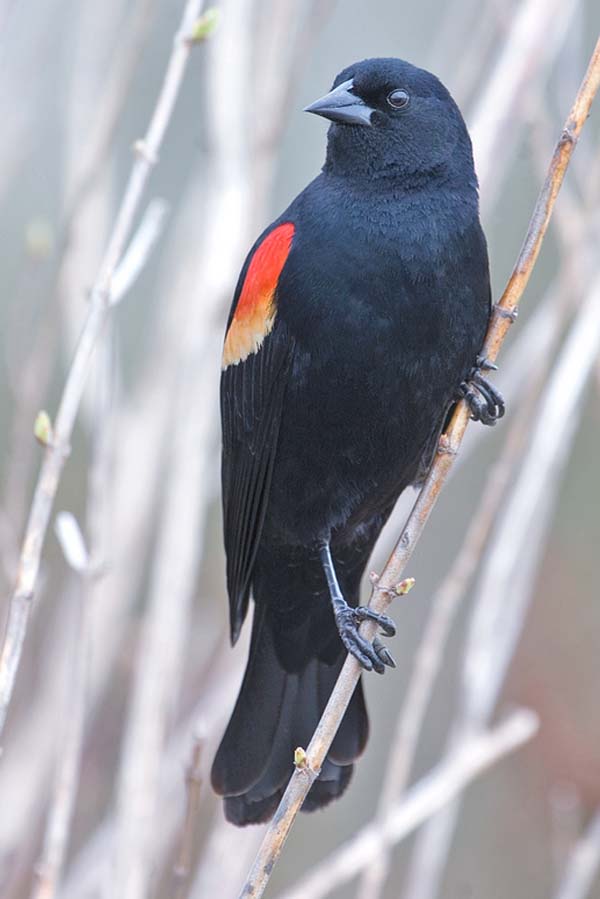 Red-winged Blackbird | Agelaius phoeniceus photo