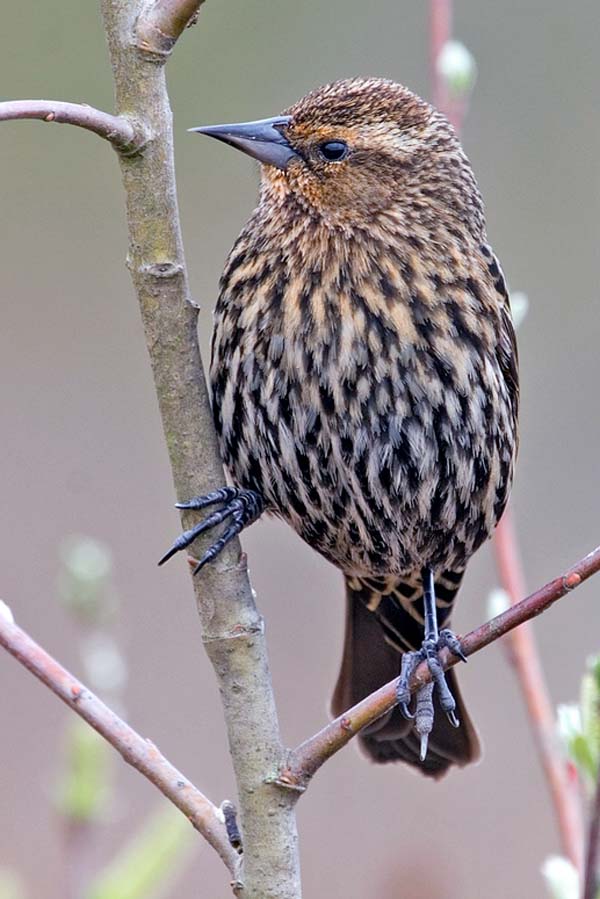 Red-winged Blackbird | Agelaius phoeniceus photo