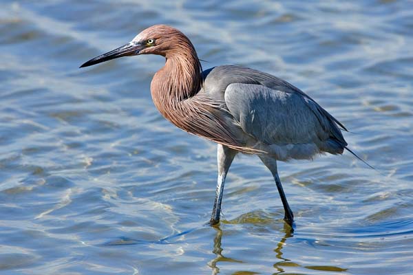 Reddish Egret | Egretta rufescens photo