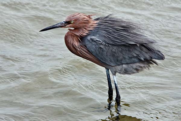 Reddish Egret | Egretta rufescens photo