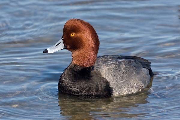 Redhead | Aythya americana photo