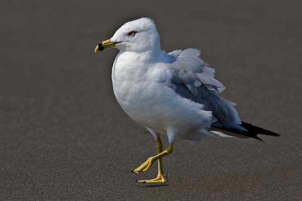 Ring-billed Gull | Larus delawarensis photo