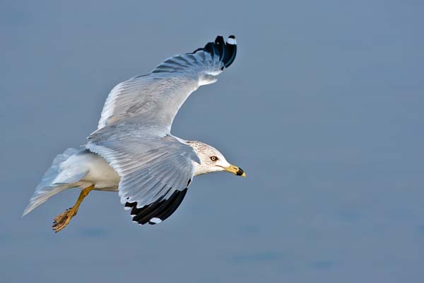 Ring-billed Gull | Larus delawarensis photo