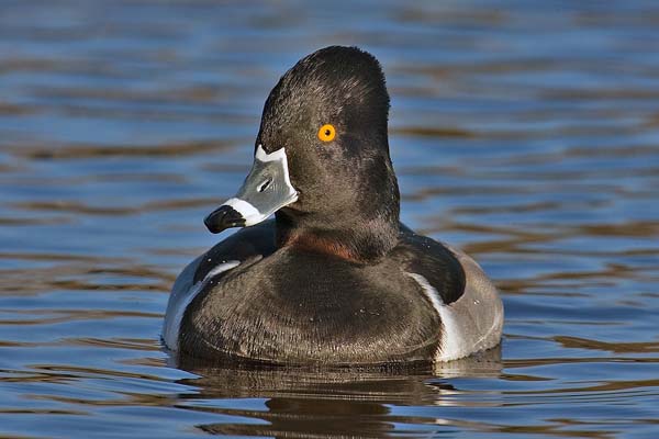 Ring-necked Duck | Aythya collaris photo