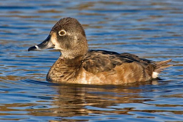 Ring-necked Duck | Aythya collaris photo