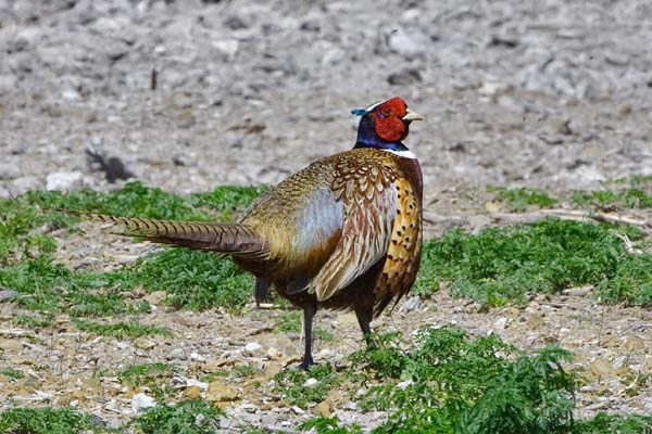 Ring-necked Pheasant | Phasianus colchicus photo